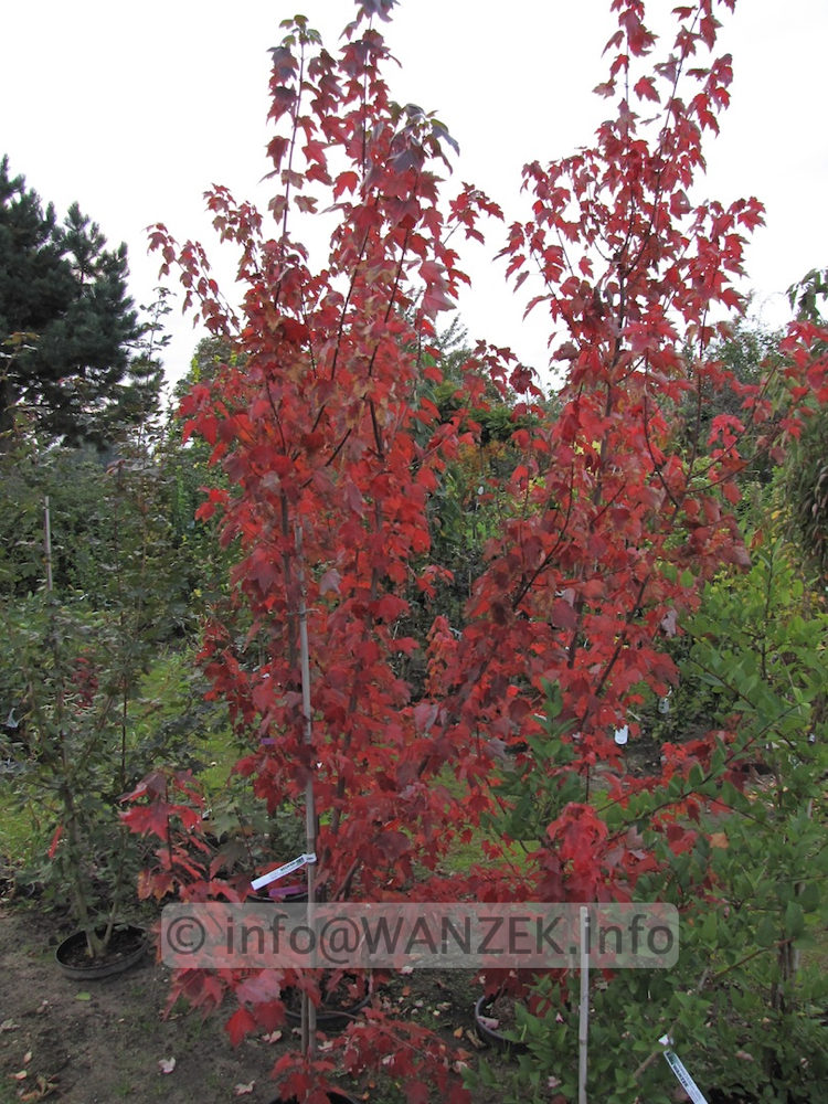 Acer rubrum Autumn Flame Herbstfaerbung 03.JPG
